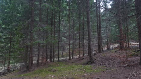 Bäume-Im-Wald-Im-Herbst---Rumänien