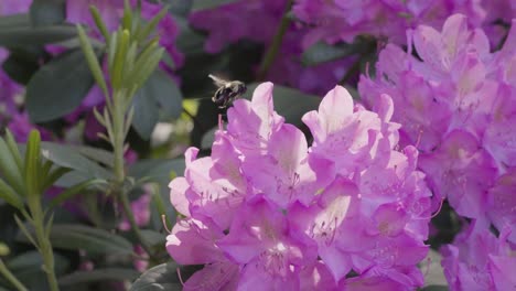 Silk-string-attached-to-a-bumble-bee-in-slow-motion