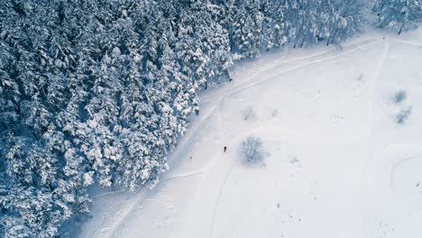 ramas nevadas en el bosque. fondo de hadas de invierno