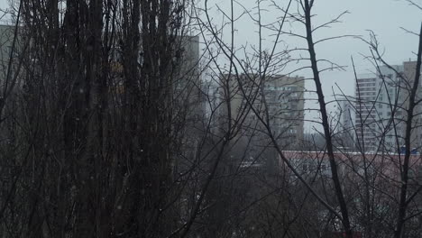 City-with-flying-birds-and-bare-trees-on-dull-winter-day