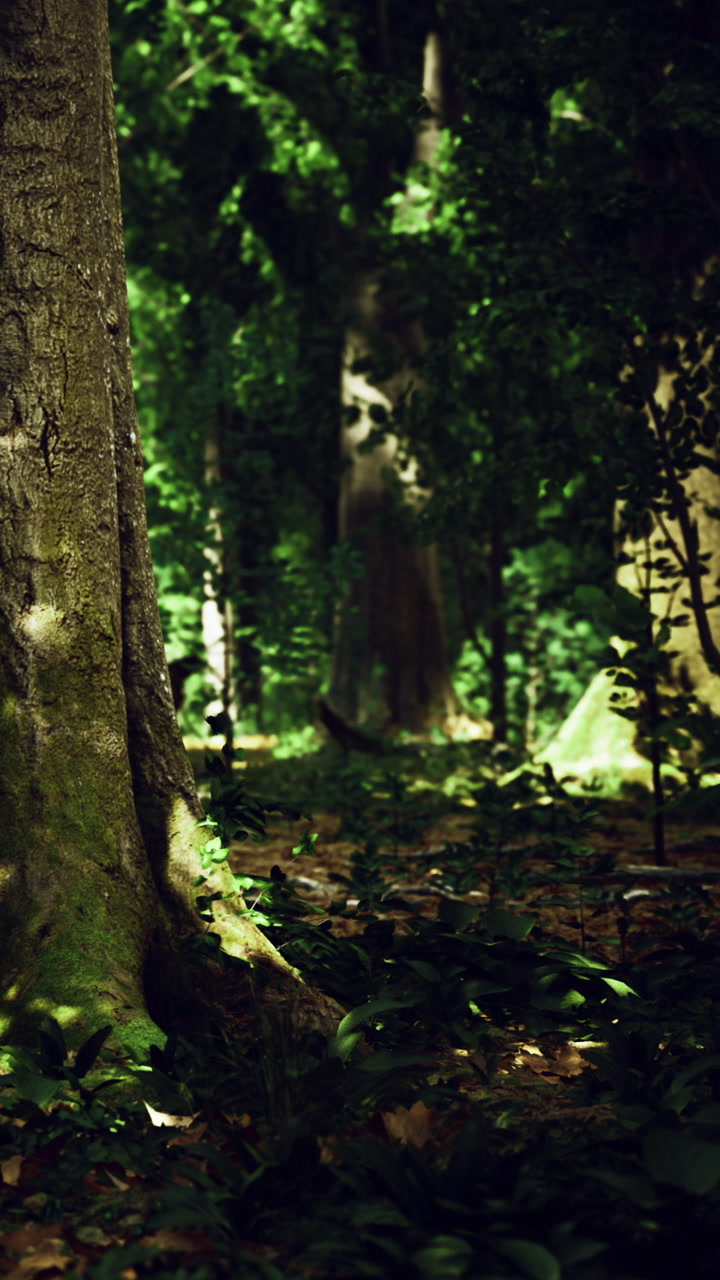 Walking in a green forest with tall trees and sunlight filtering through leaves