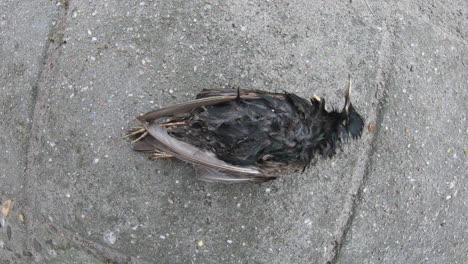 finding a dead starling clip 2