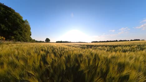 agricultura de cereales campos de cultivos iluminados por el amanecer