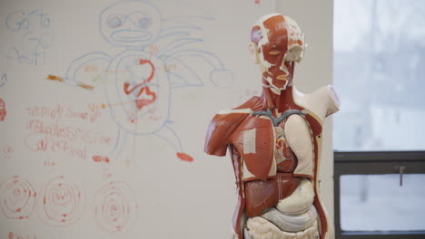 estatua de anatomía en la clase de biología de la escuela secundaria