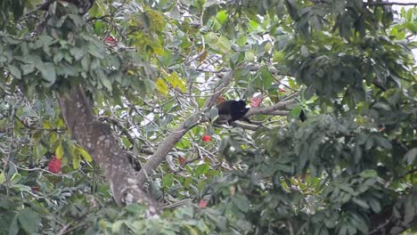 mantled howler monkey climbing through the thick and leafy rainforest near the caribbean shore in costa rica