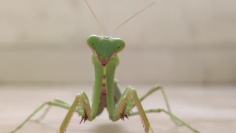 praying mantis stares in to the camera and walks towards it