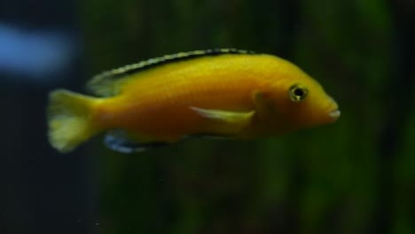 cíclido amarillo en el acuario