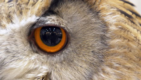 Close-up-of-an-owl's-eyes-and-face,-as-it-turns-its-head-around-its-cage-in-a-zoo-in-Bangkok,-Thailand