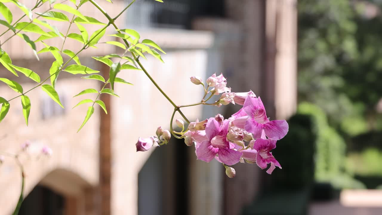 분홍색 꽃이 건물 앞에서 부드럽게 흔들리고 있다