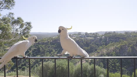 Zeitlupenaufnahme-Eines-Kakadus,-Der-Auf-Einem-Balkon-In-Einem-Haus-In-Südaustralien-Spaziert