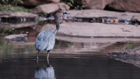 Backside-of-grey-heron-standing-in-a-stream