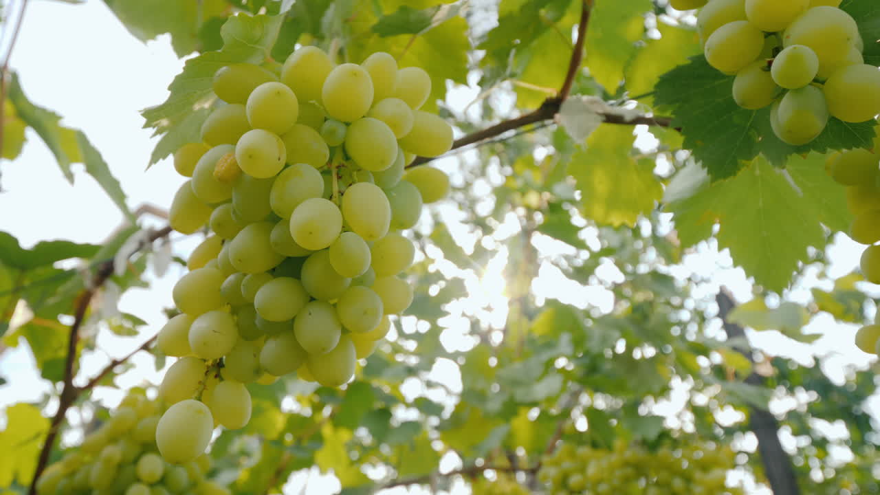 수확하기 전에 익은 포도의 수분이 많은 포도 다발에 태양이 빛난다
