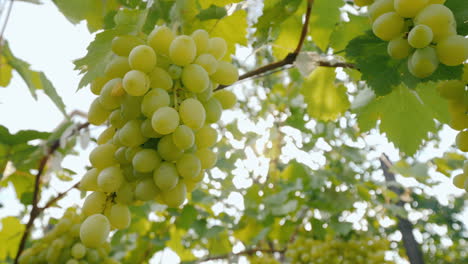 el sol brilla sobre jugosos racimos de uvas uvas maduras antes de la cosecha