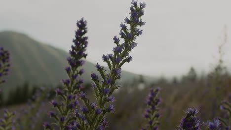 altramuces morados soplando lentamente en el viento durante un día frío y nublado en la isla sur de nueva zelanda