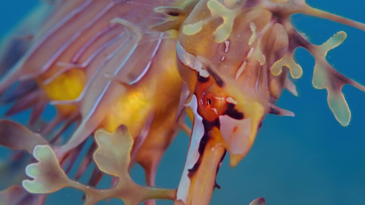 dragón de mar frondoso con huevos 4k cámara lenta sur de australia