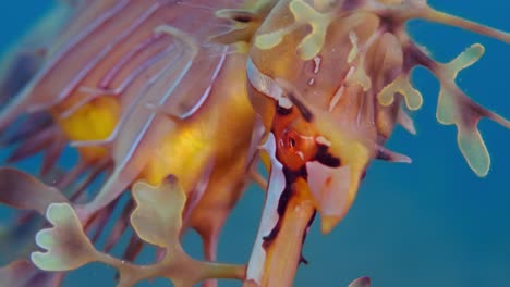 Leafy-Sea-Dragon-with-eggs-4k-slow-motion-South-Australia