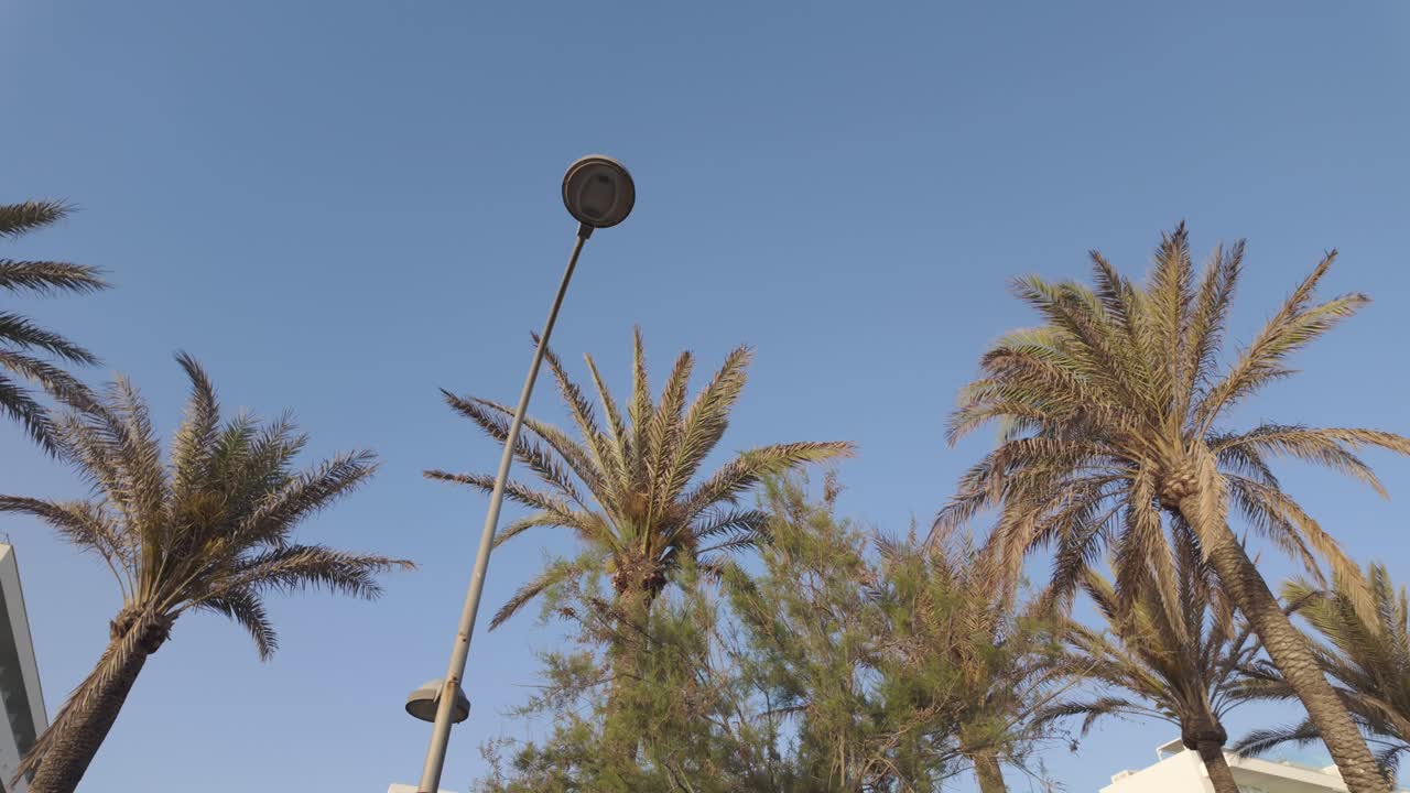 Palm Trees and Street Light Against Blue Sky