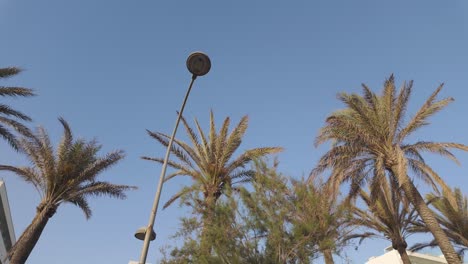 palm trees and street light against blue sky