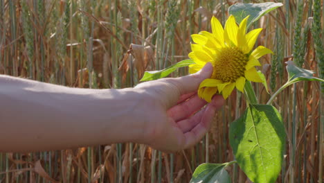 eine frau berührt eine sonnenblume