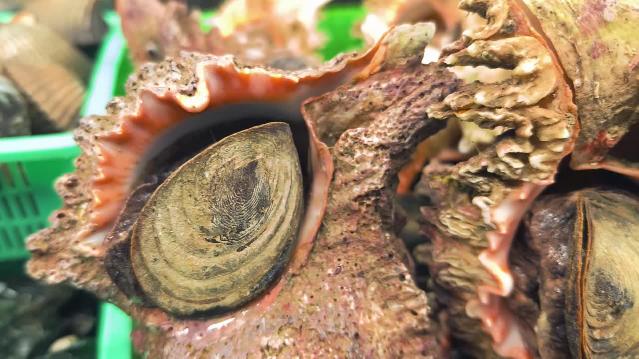 Close-up of fresh sea snails
