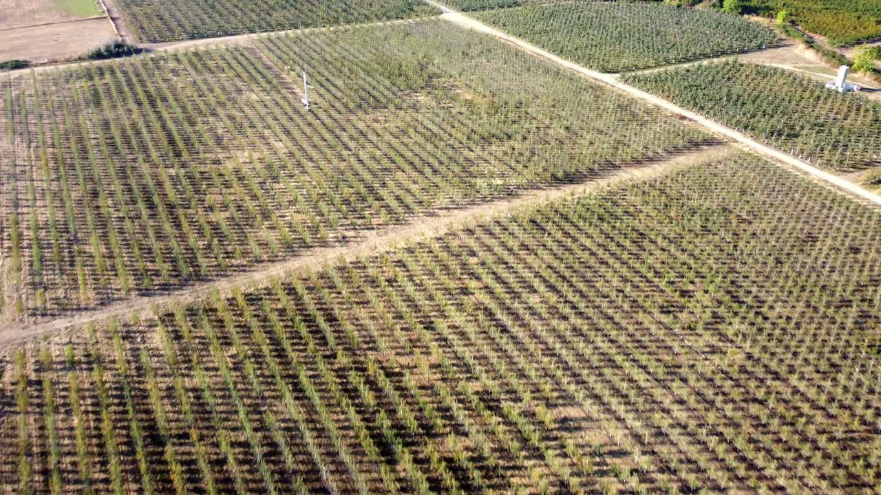 volando sobre los campos de uva de la bodega al principio