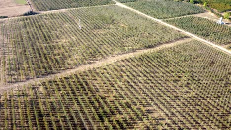 Flying-over-winery-grape-fields-at-the-start