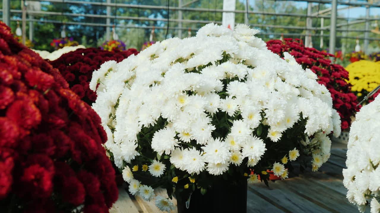 식물 보육원의 국화