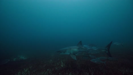 Gran-Tiburón-Blanco-Carcharodon-Carcharias-Islas-Neptuno-Sur-De-Australia-4k-Cámara-Lenta-50fps