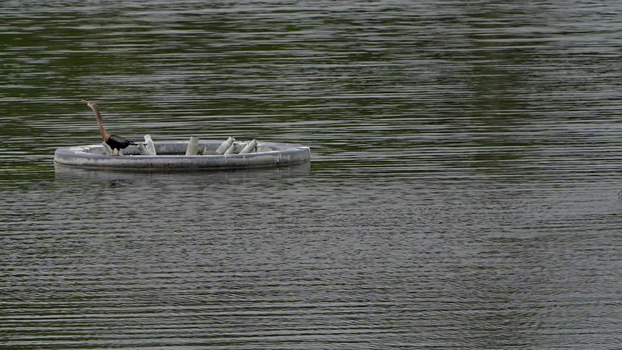 An anhinga and a turtle watch as alligator approaches