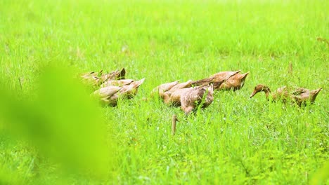 native desi bangladesh bird ducks in bright green field