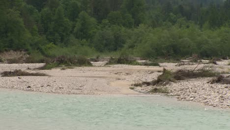 Madera-Flotante-En-Las-Orillas-Del-Río-En-Medio-De-Una-Exuberante-Vegetación-Y-Bosque-En-Eslovenia,-Río-Soca