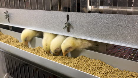 day-old yellow chicken hatchlings eat from their pen - breed is delaware