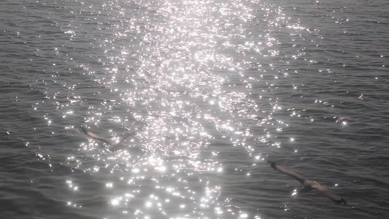 Majestic ocean water glitter from sun while seagulls fly around