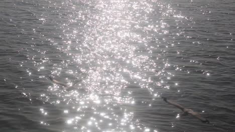 majestic ocean water glitter from sun while seagulls fly around