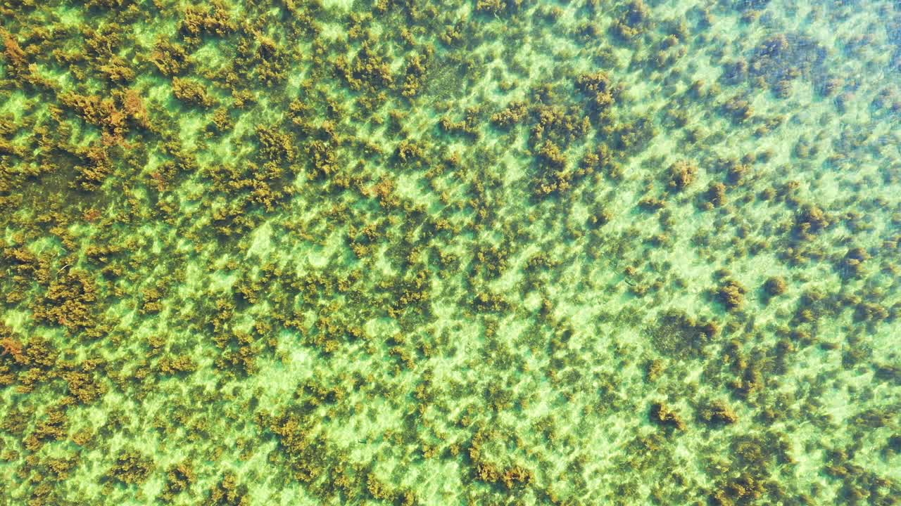 Colorful seabed texture with beautiful coral reefs growing on white sand under clear warm water of lagoon in Australia