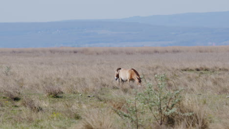 grupo de caballos salvajes przewalski pastando y de pie en la pradera