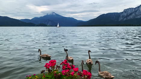 wide footage of mondsee lake overlooking to an austrian alps with swan floating, red flowers and a sail boat in the background