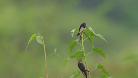 golondrina del pacífico volando alrededor de una golondrina encaramada en una planta de vid herbácea