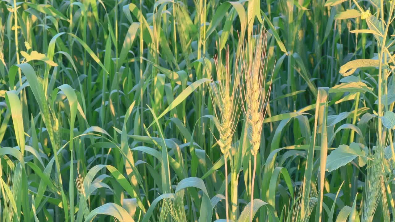 young green wheat ears close-up in the field Ears of wheat green close up.
closeup shot of green wheat plant in the wheat field