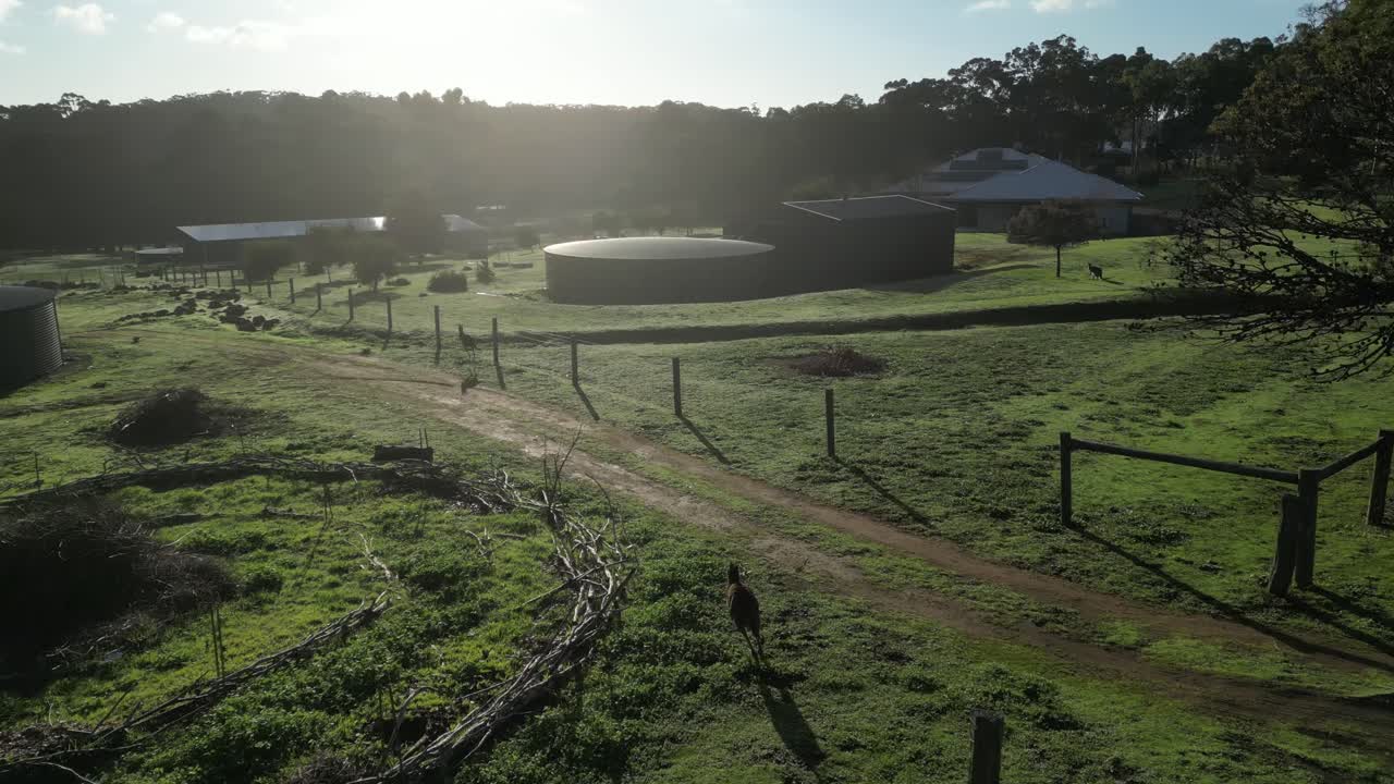 familia de canguros australianos saltando y cruzando carreteras rurales y campos al atardecer en australia