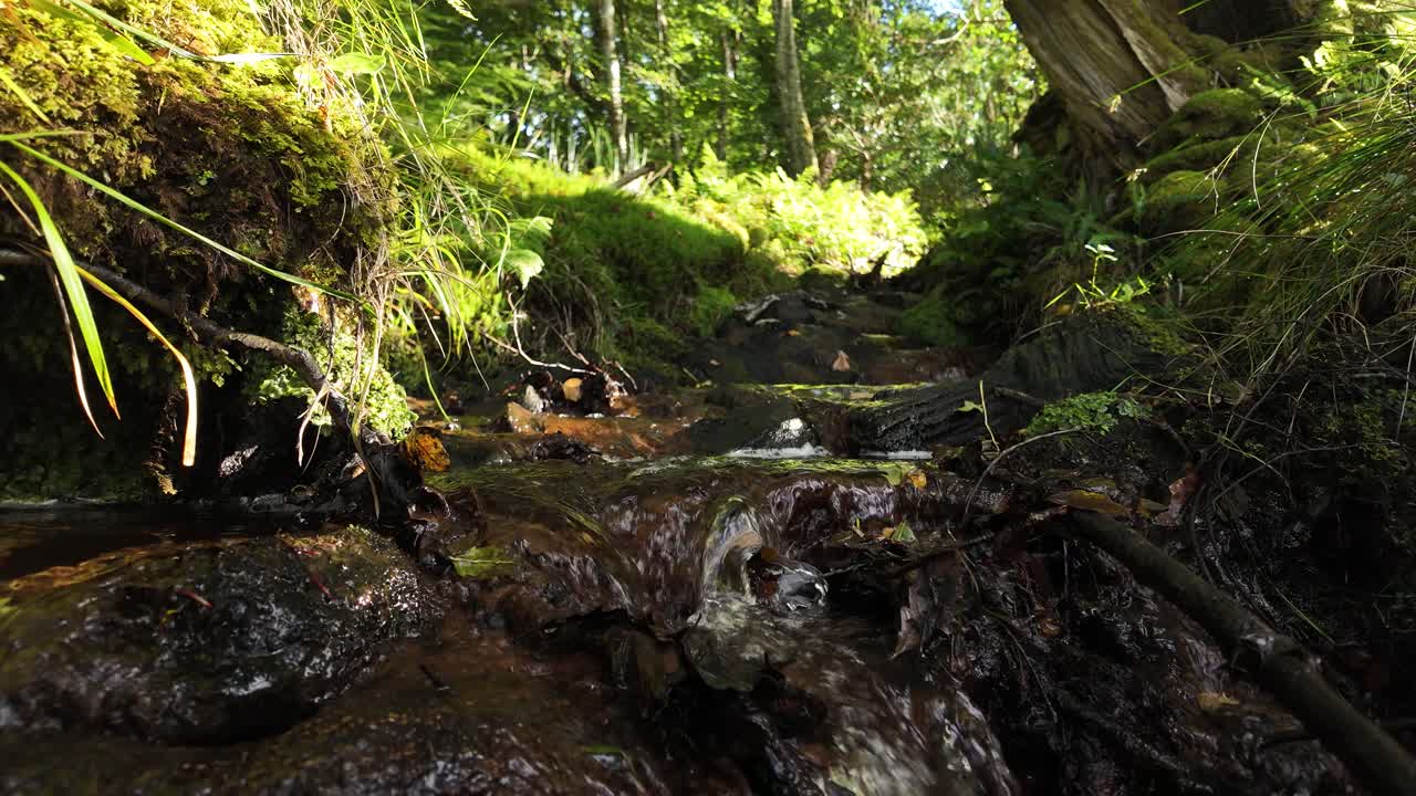 Low angle close up of fresh water flowing down a mossy woodland creek