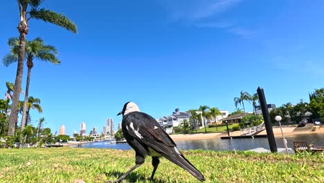 a magpie explores a sunny park landscape