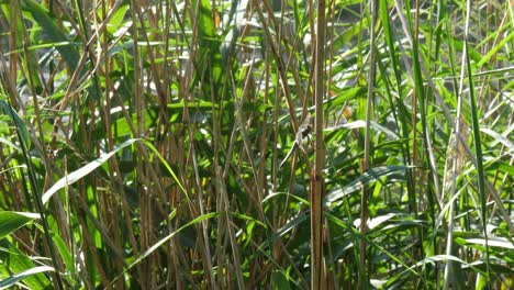 la libélula aterriza en la caña entre la vegetación en cámara lenta estática