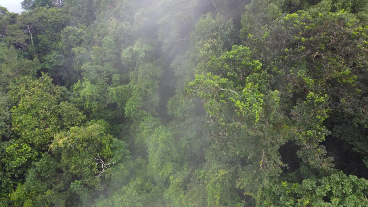 niebla de lluvia sobre la selva tropical selva densa en el sur de américa