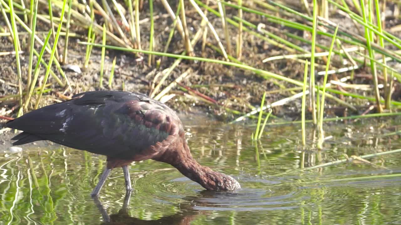 ibis brillante alimentándose en agua pantanosa en cámara lenta
