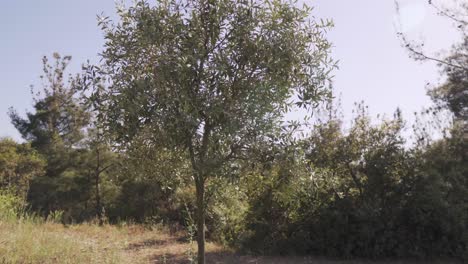 single olive tree bathed in warm sunlight, surrounded by lush greenery and natural landscape.