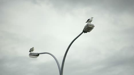 Un-Pájaro-Vuela-Hacia-Otro-Pájaro-En-La-Luz-De-La-Calle