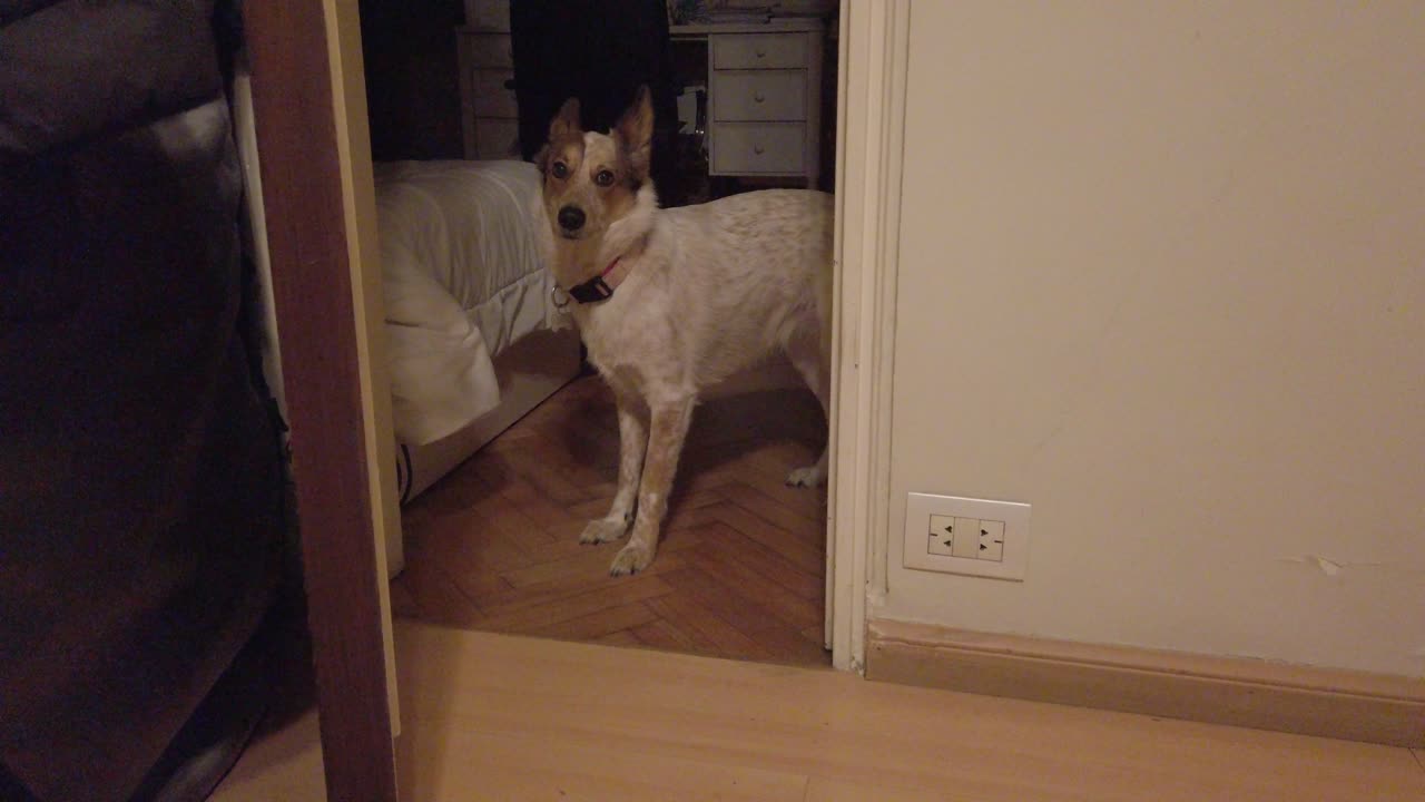 겁에 질린 개는 유령 그림자에서 도망친다