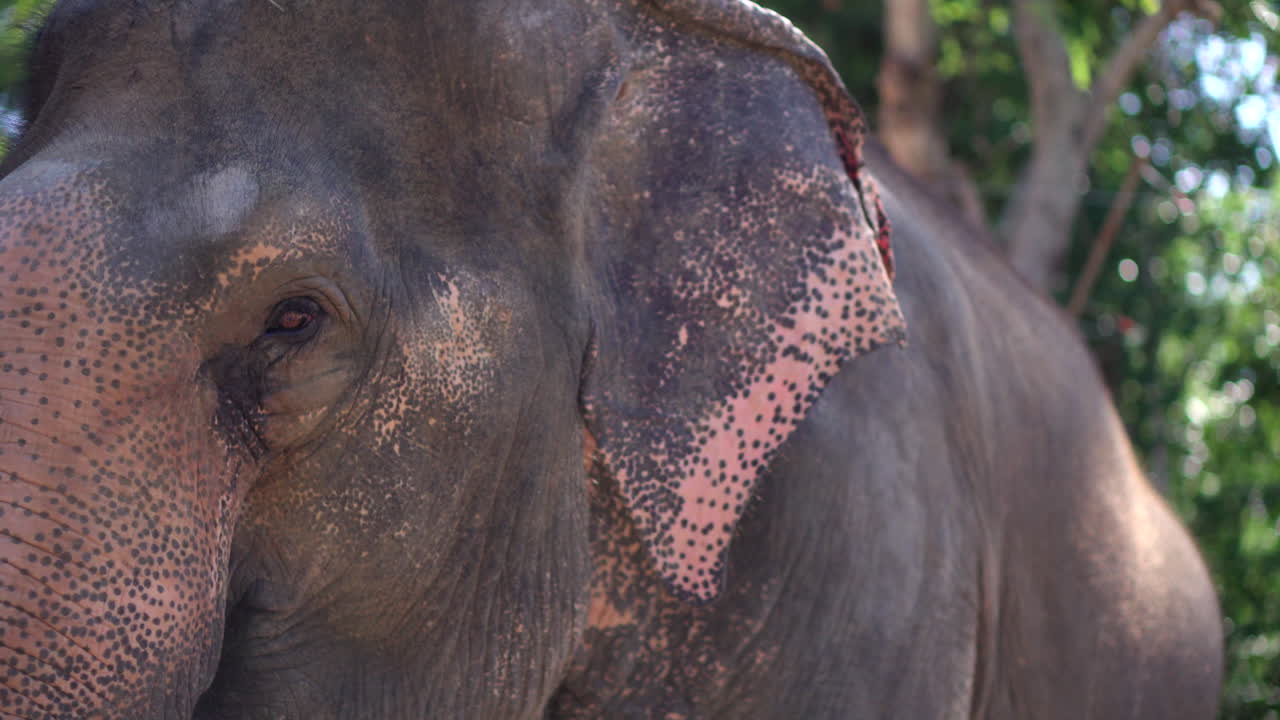un primer plano de un elefante