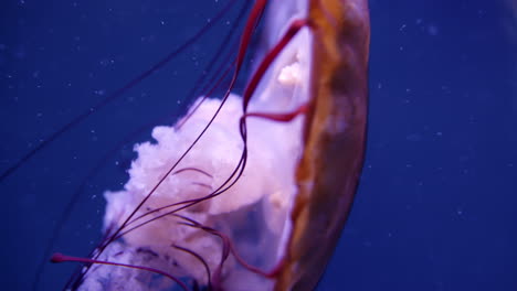 jellyfish in aquarium